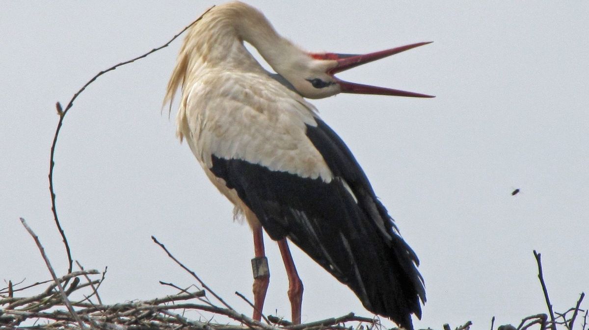Čápi už dorazili. Hlásí je třeba ze západu Čech